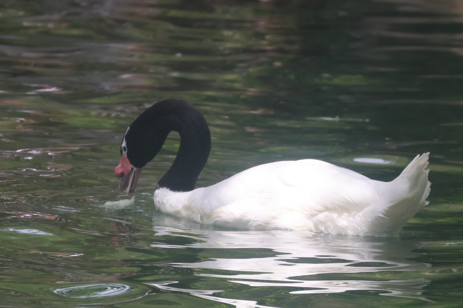 Black necked swan