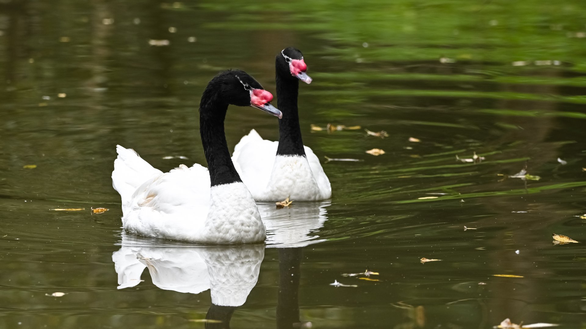 Black-necked swan