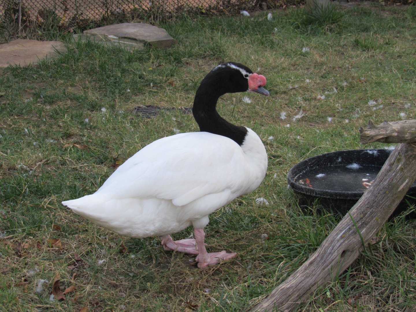 Black-necked Swan