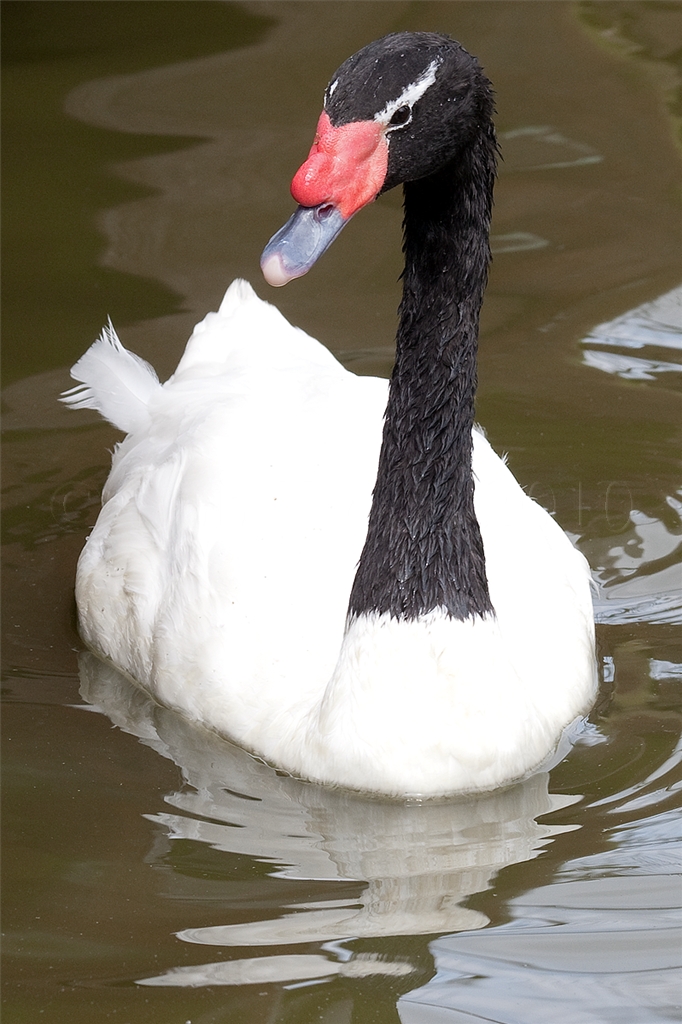 Black-Necked Swan