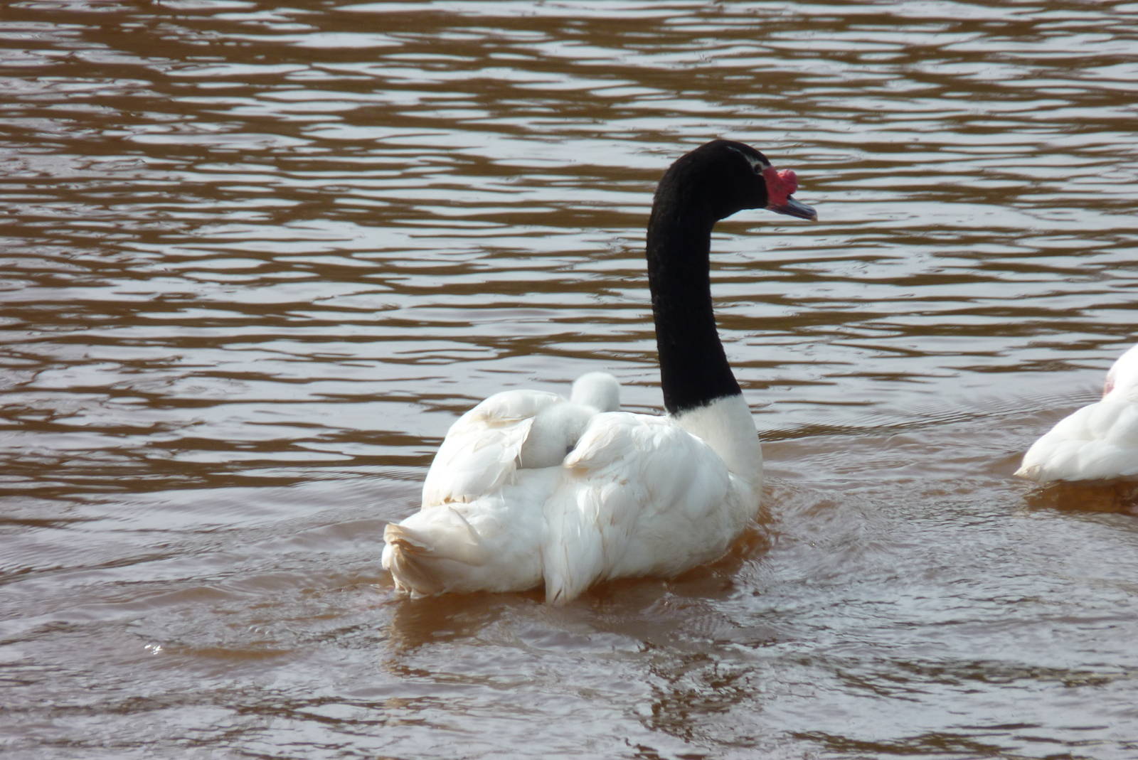 Black-necked Swans, 19 March 2014