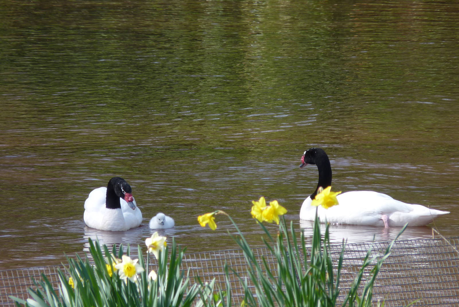 Black-necked Swans, 19 March 2014