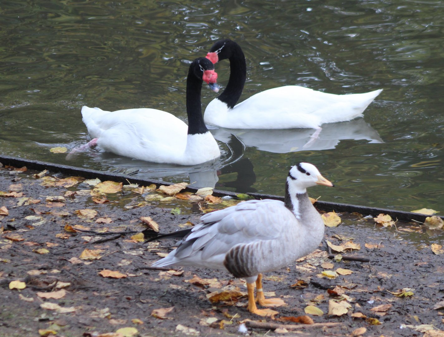 Black-necked swans and Bar-headed goose