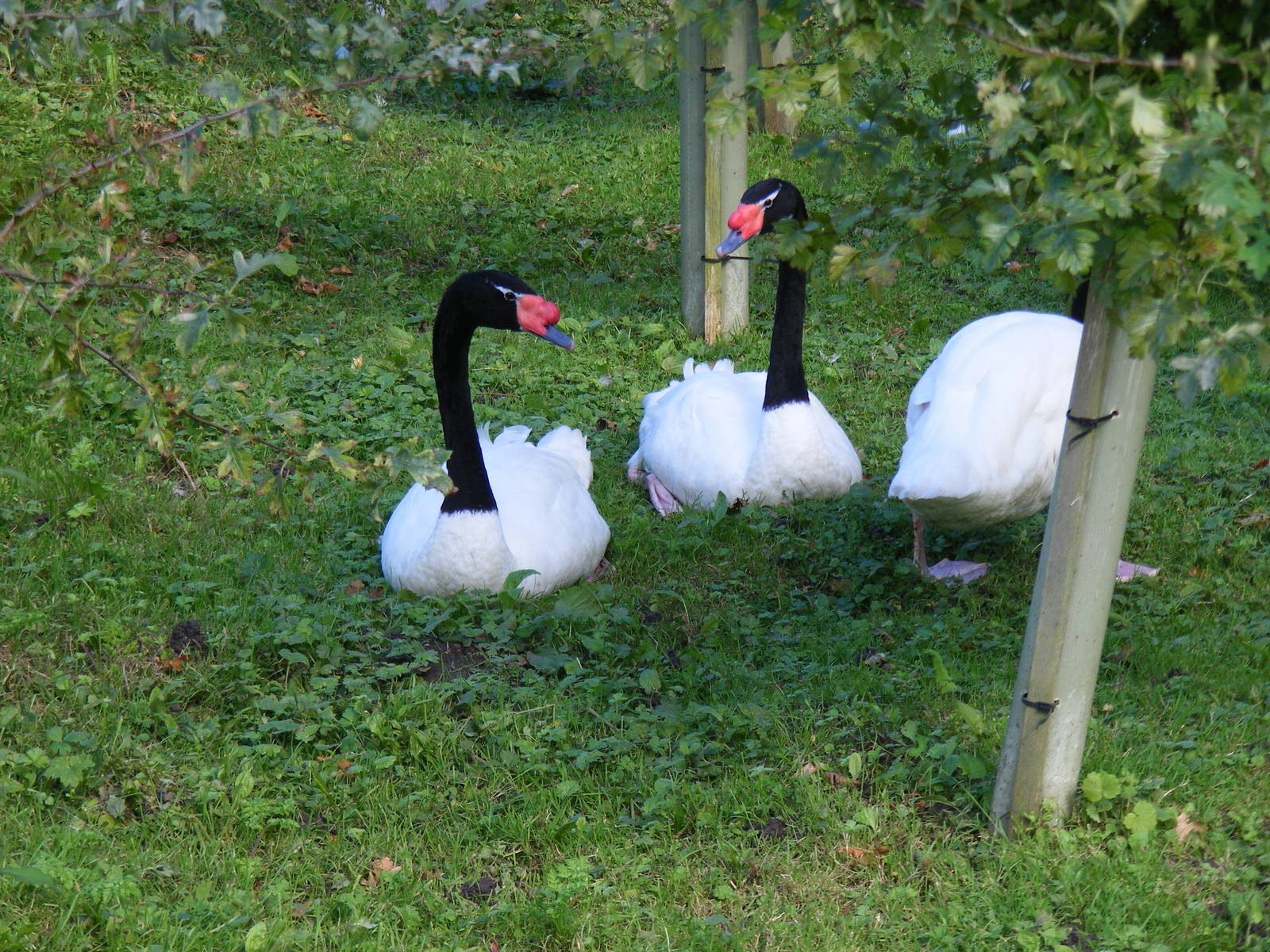 Black-necked swans at Amazona Zoo, 15 September 2010