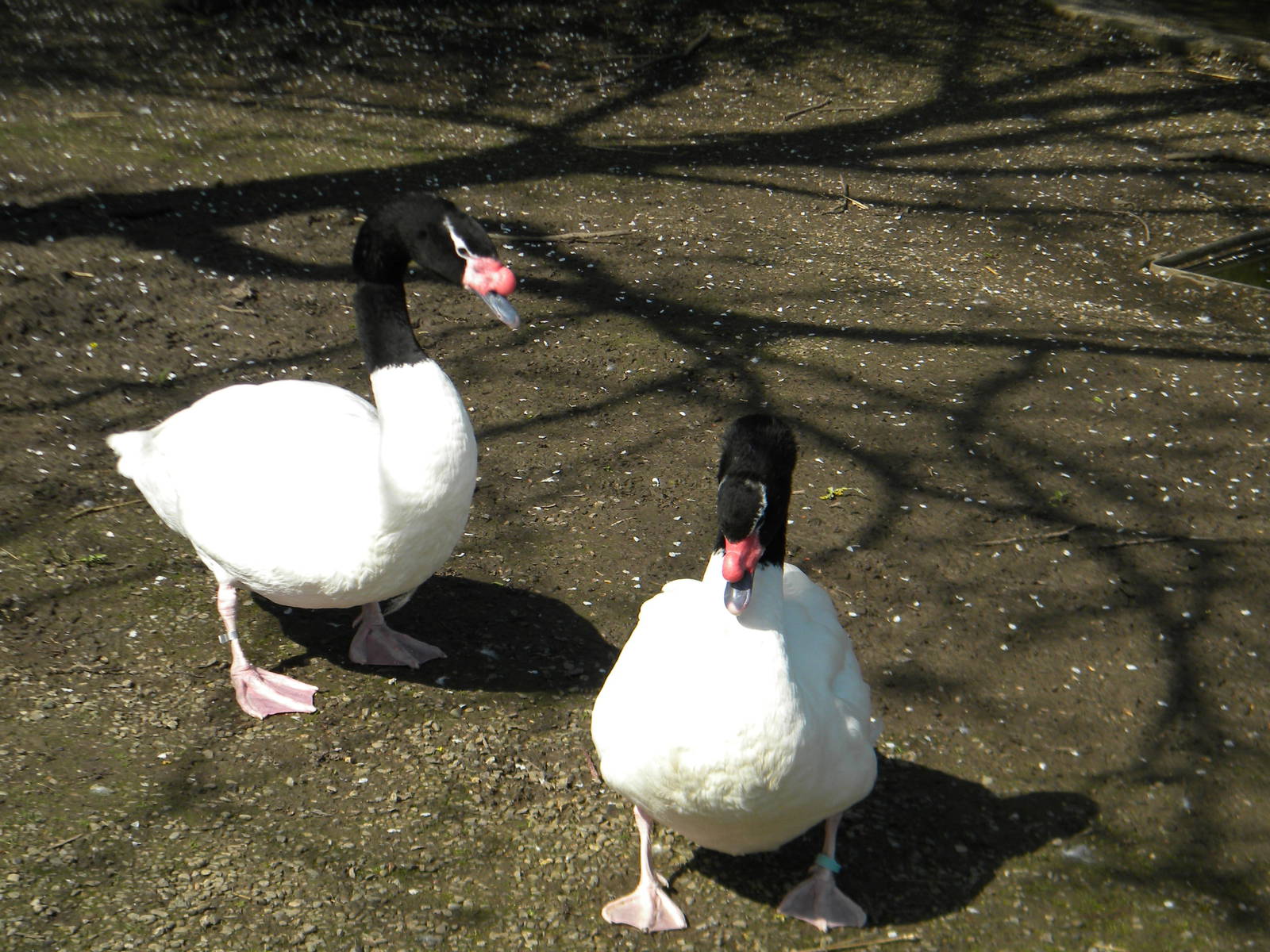 Black Necked Swans at Blackpool Zoo 10th April 2011