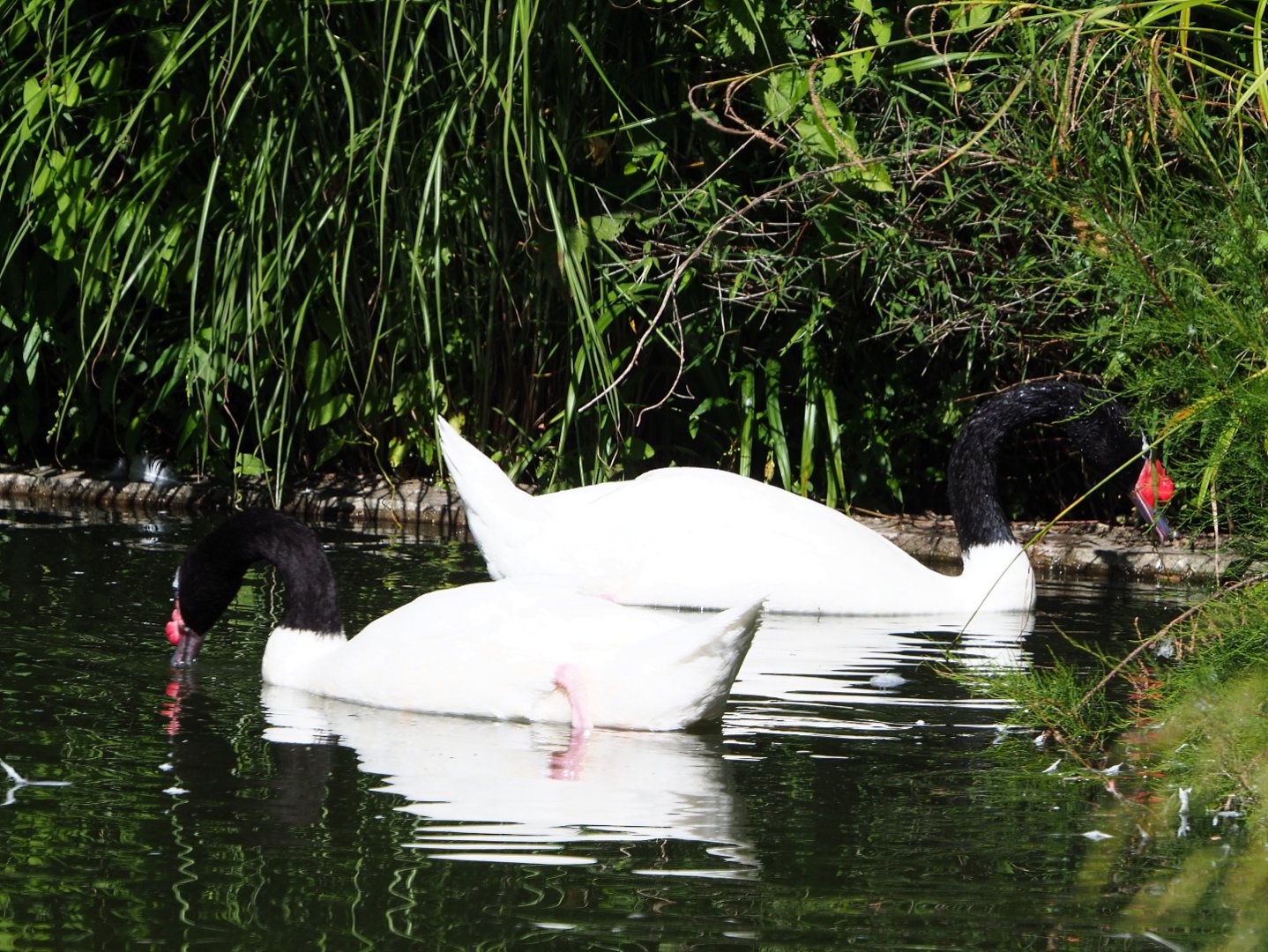 Black-necked swans (Cygnus melancoryphus), 2020-07-21