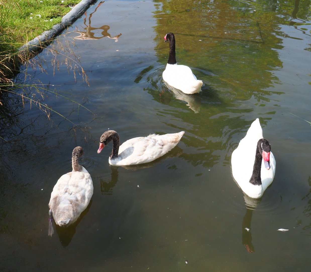 Black-necked swans (Cygnus melancoryphus), 2021-07-20