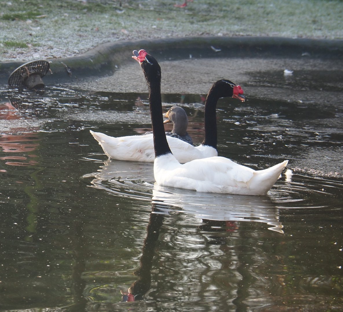 Black-necked swans (Cygnus melancoryphus), 2021-12-22
