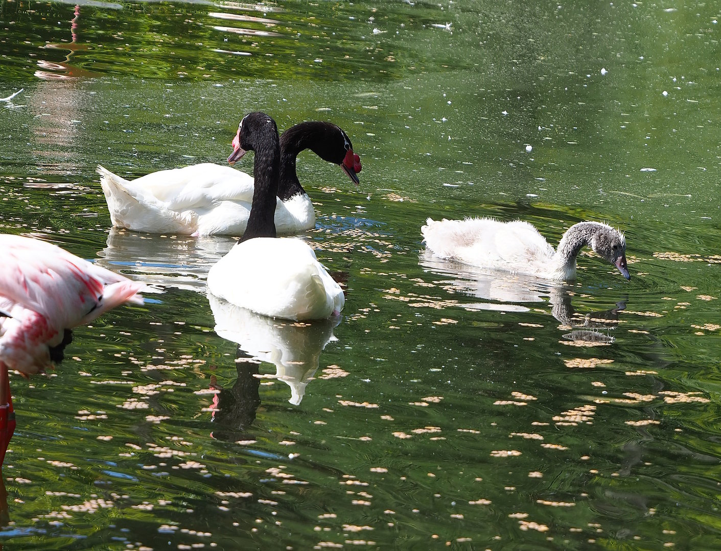 Black-necked swans (Cygnus melancoryphus), 2022-07-03