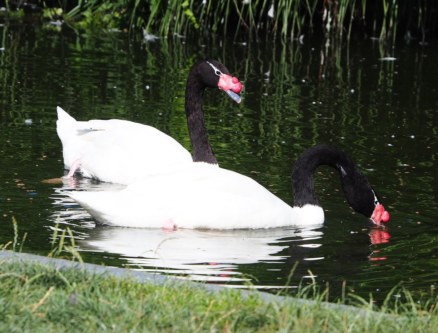 Black-necked swans (Cygnus melancoryphus), 2022-08-07