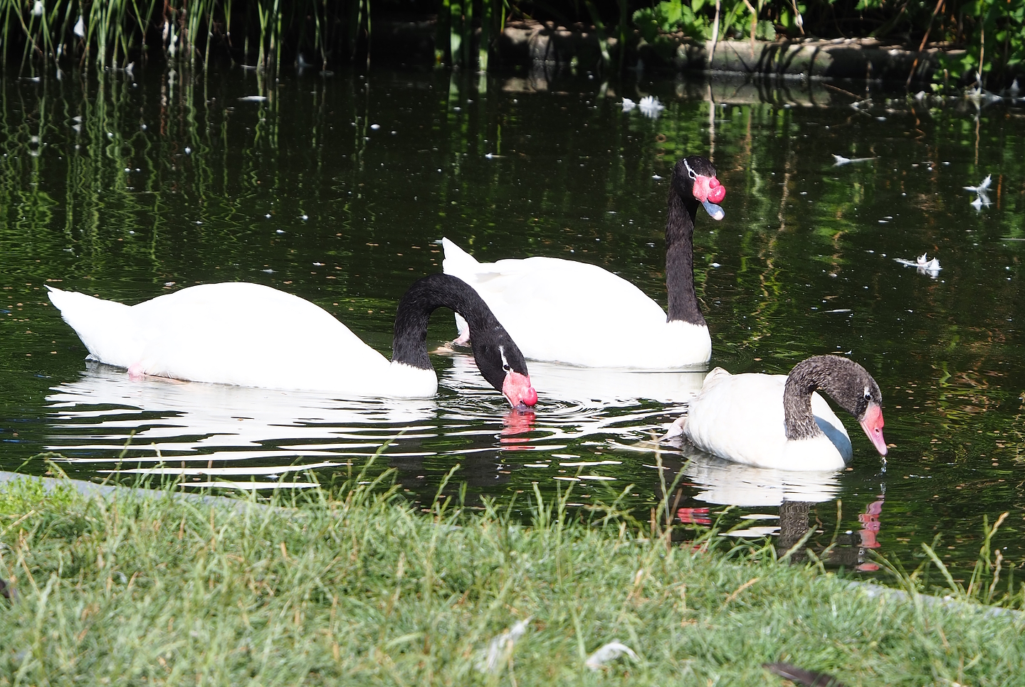 Black-necked swans (Cygnus melancoryphus), 2022-08-07