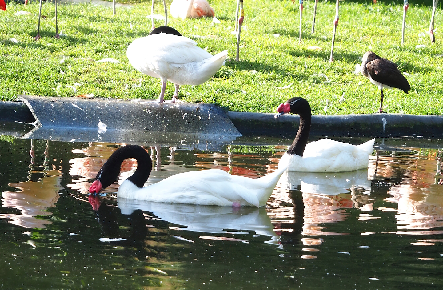 Black-necked swans (Cygnus melancoryphus), 2022-10-19