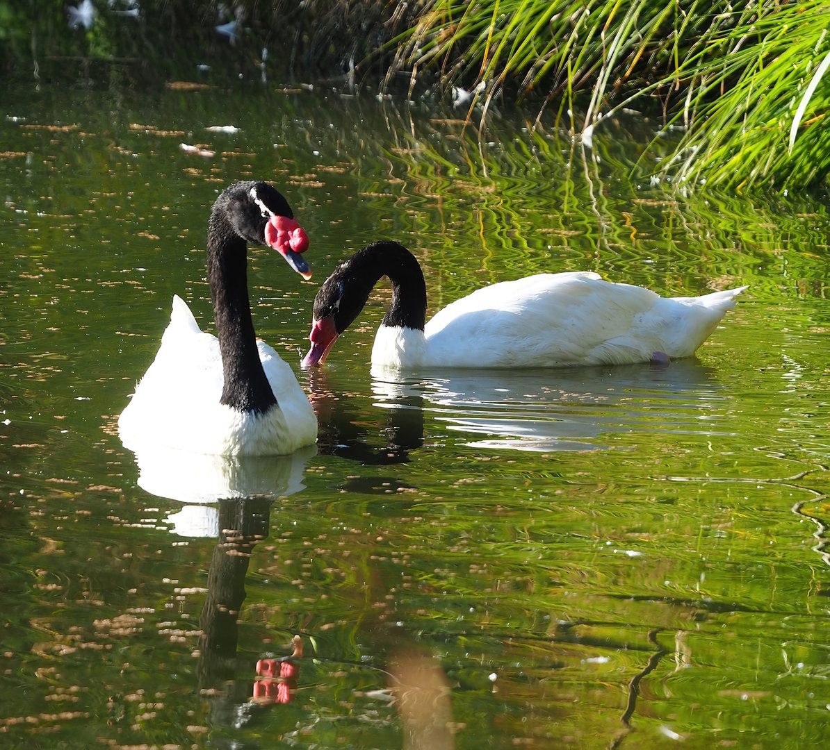 Black-necked swans (Cygnus melancoryphus), 2022-11-12