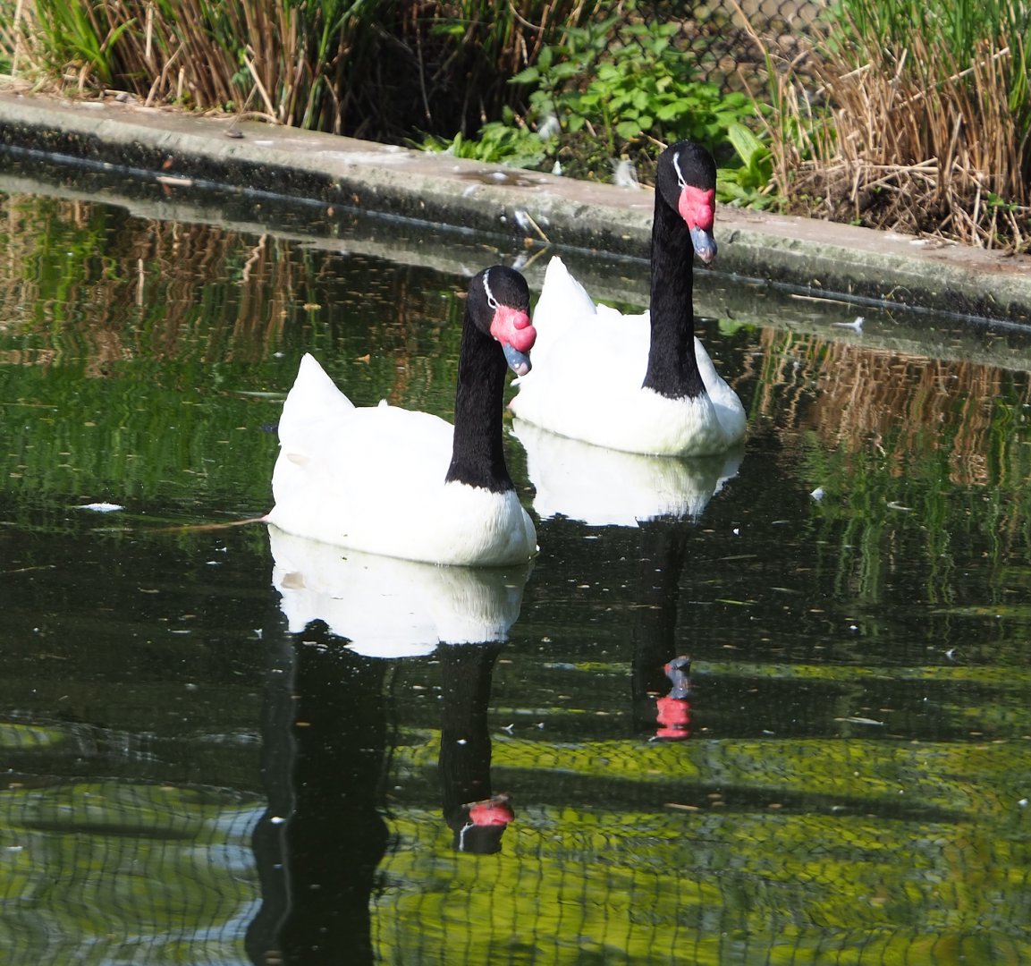 Black-necked swans (Cygnus melancoryphus), 2023-04-18