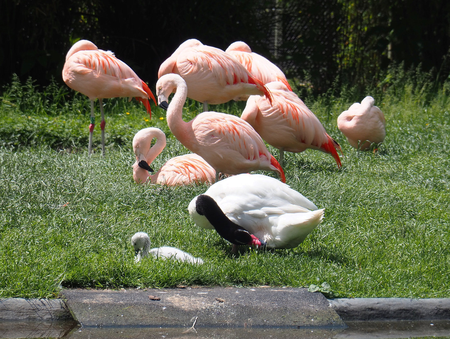 Black-necked swans (Cygnus melancoryphus) and Chilean flamingos (Phoenicopterus chilensis) 2022-05-28
