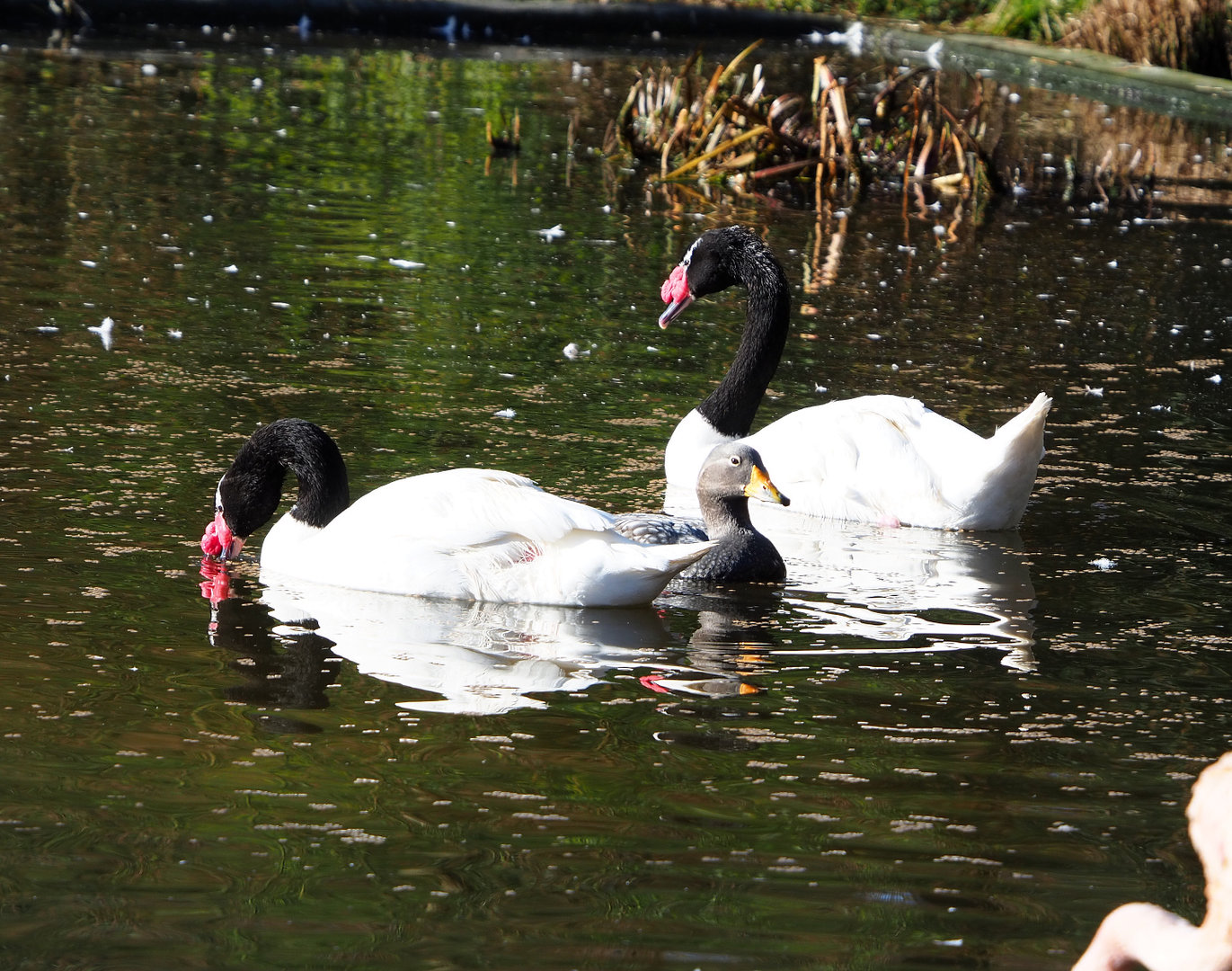 Black-necked swans (Cygnus melancoryphus) and Magellanic flightless steamer duck (Tachyeres pteneres), 2022-02-12