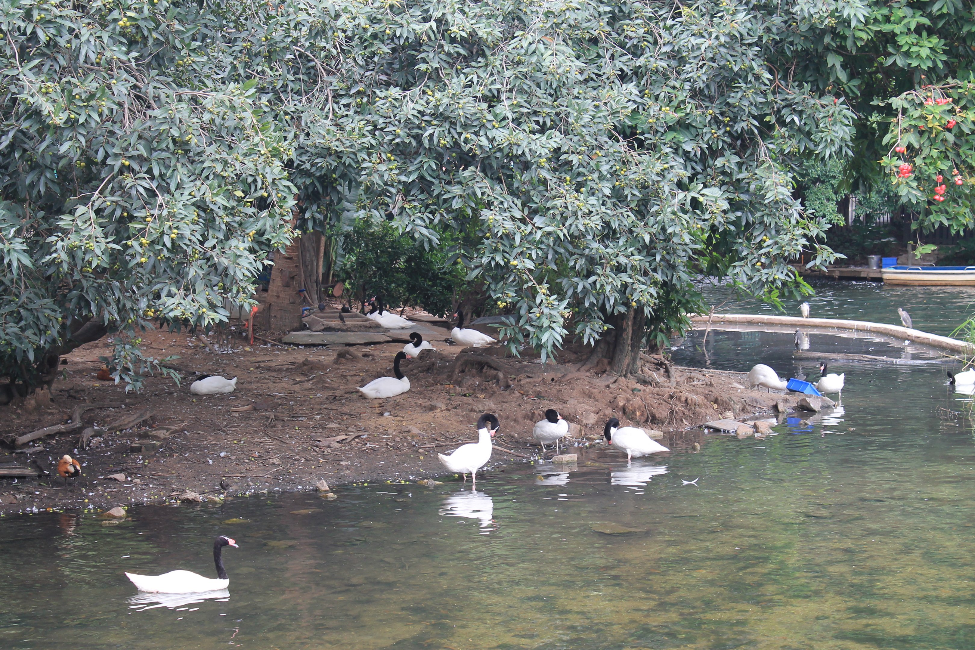 Black-necked Swans (Cygnus melancoryphus)