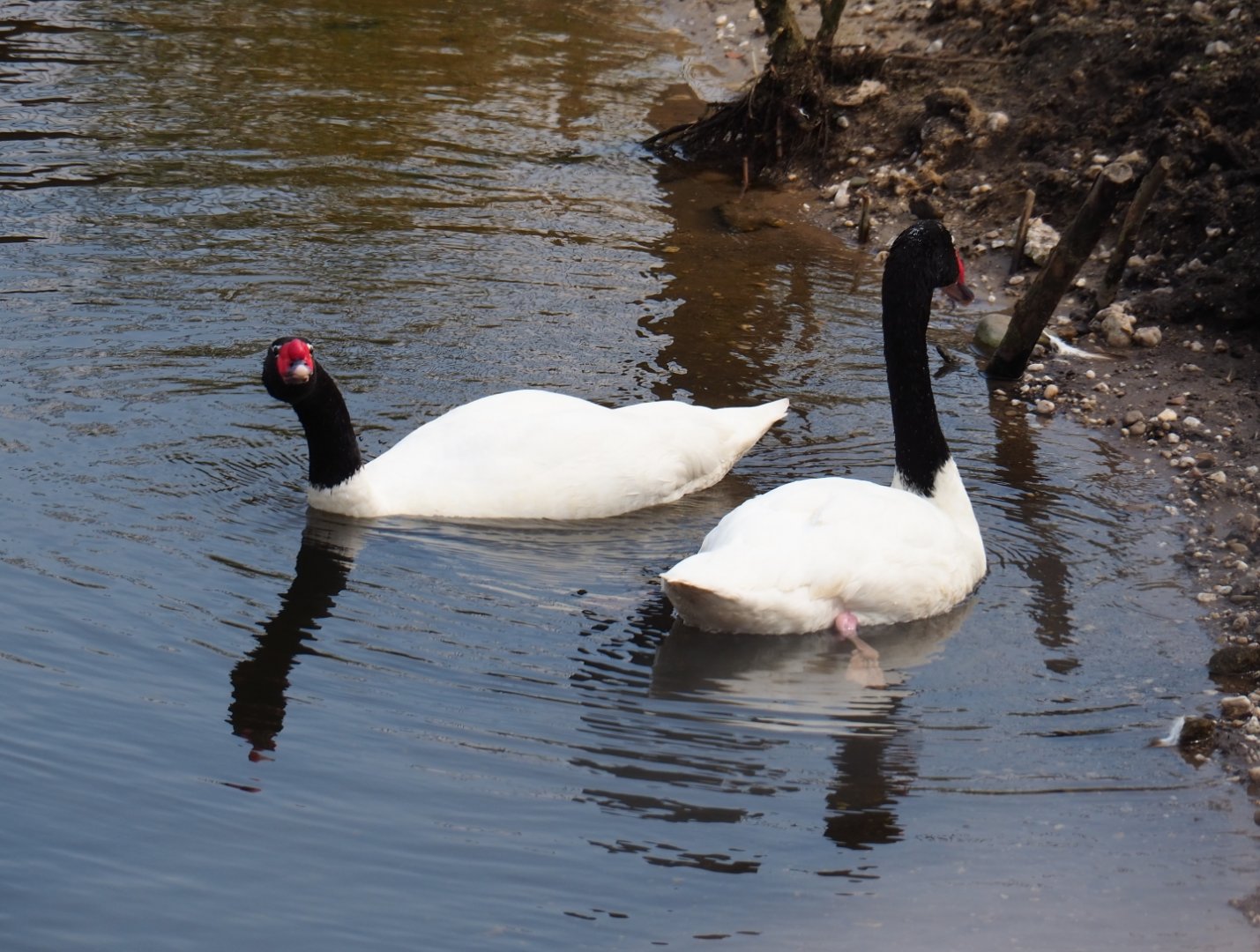 Black-necked swans (Cygnus melanocoryphus), 2019-04-06