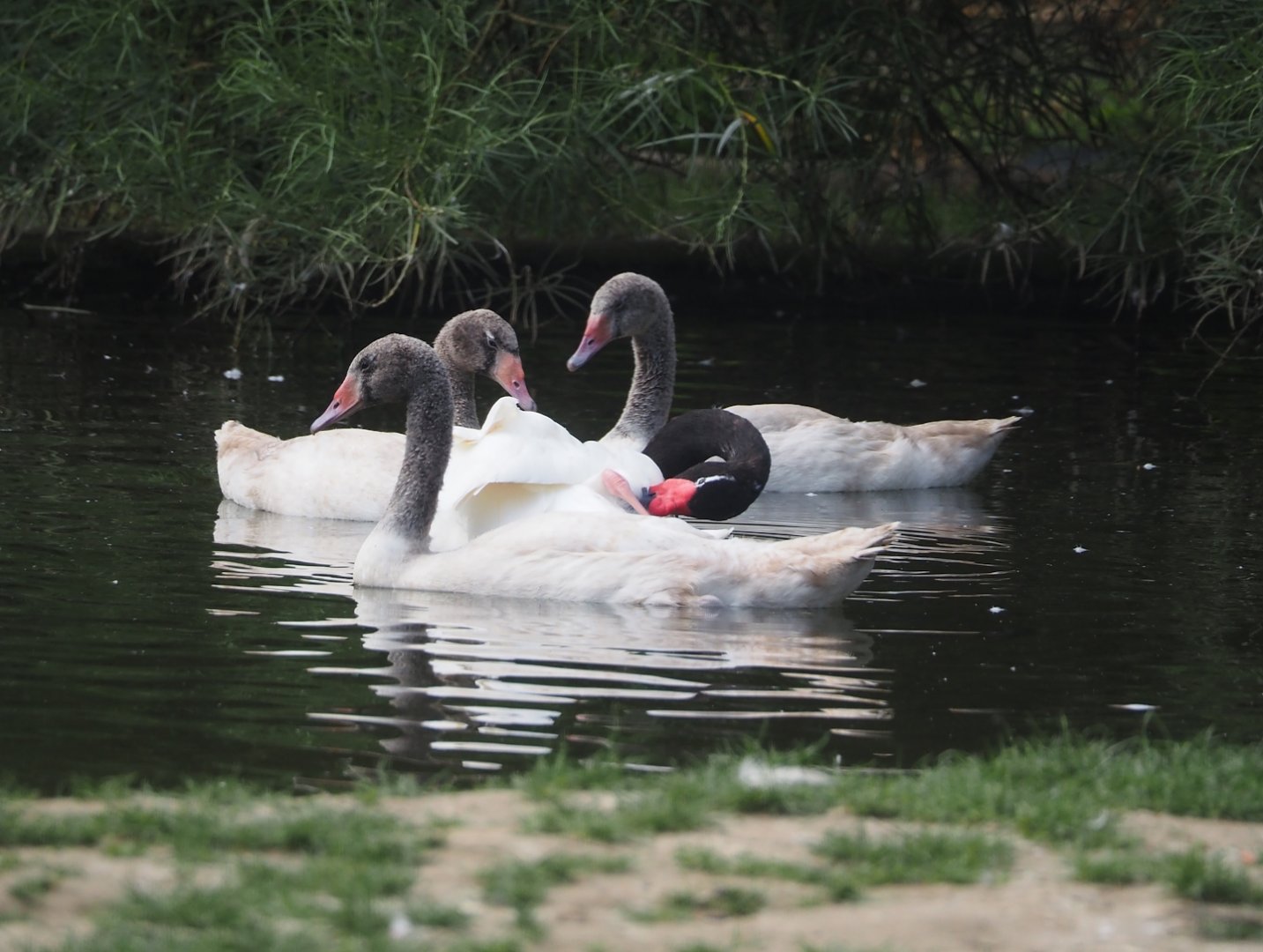 Black-necked swans (Cygnus melanocoryphus), 2025-07-13