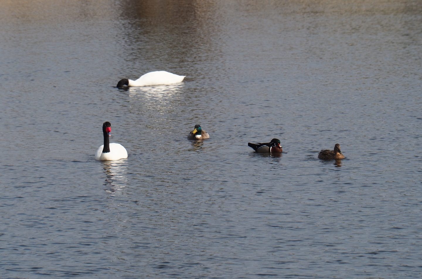 Black-necked swans (Cygnus melanocoryphus), North American wood duck (Aix sponsa) and wild mallards (Anas platyrhynchos),  2019-04-06