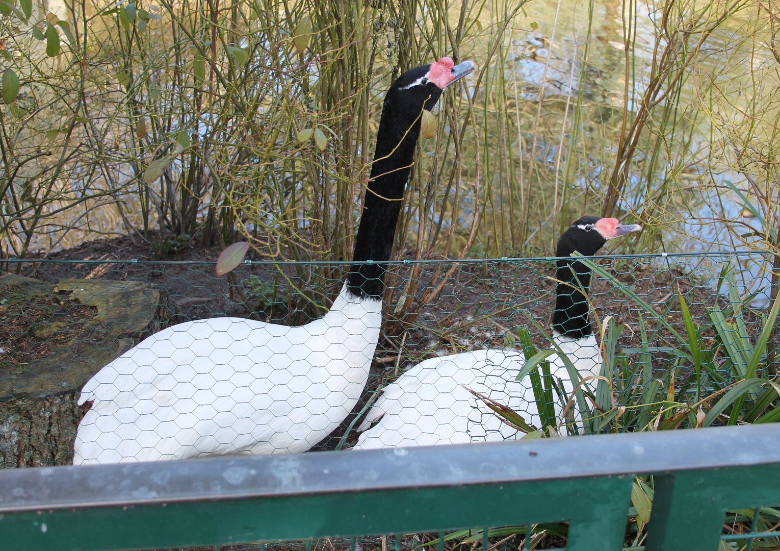 Black-necked swans on nest (24/3-19)