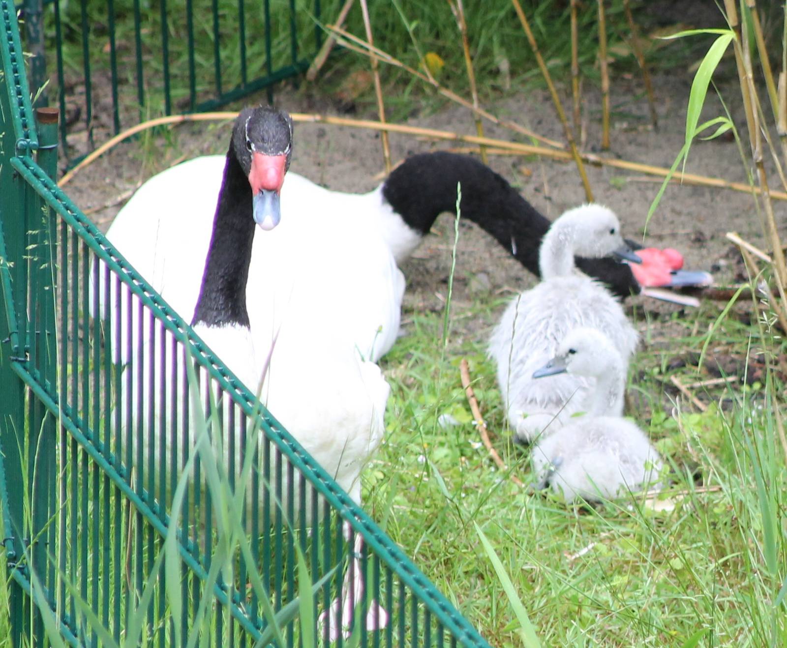 Black-necked swans with young