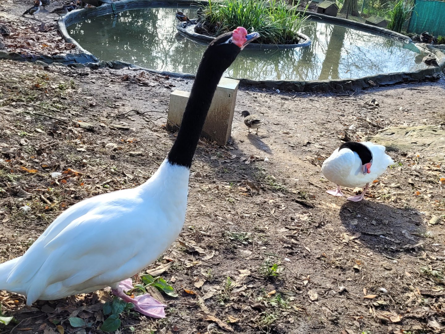 Black-necked swans -Zoo de Santillana del Mar (2023)