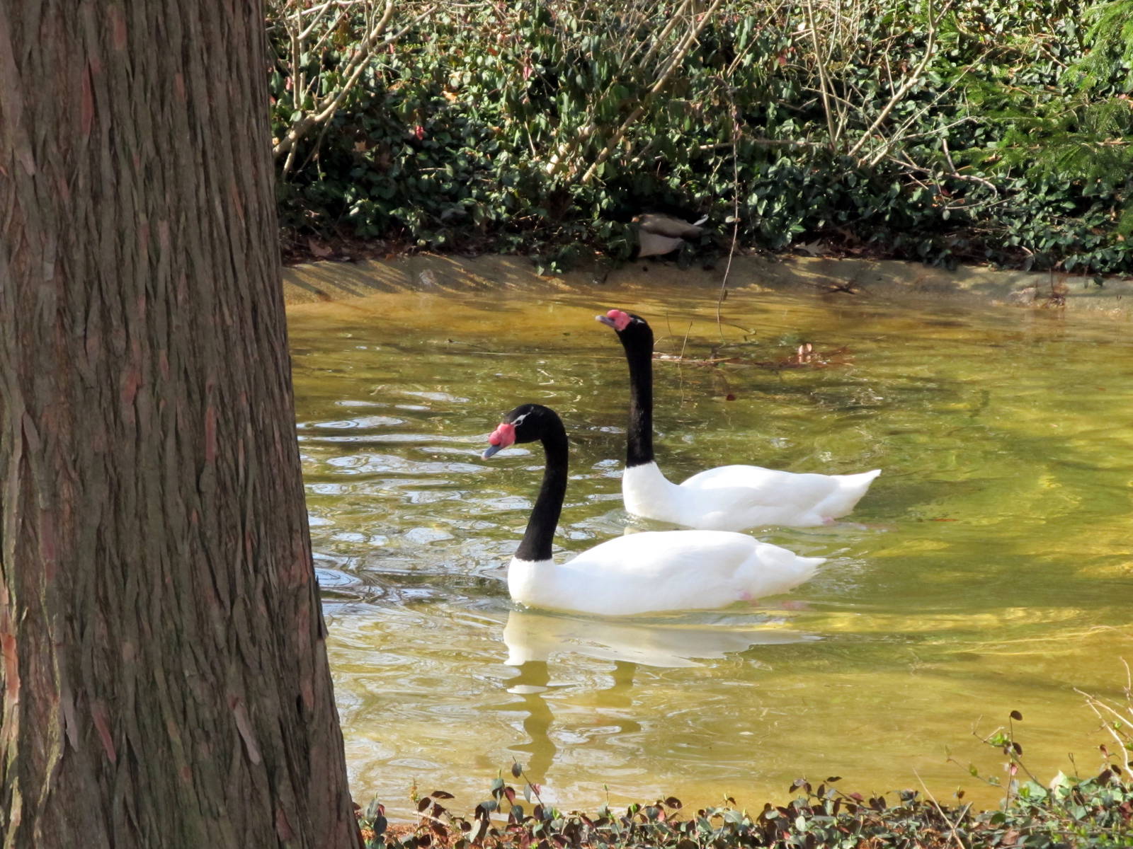 Black-necked Swans