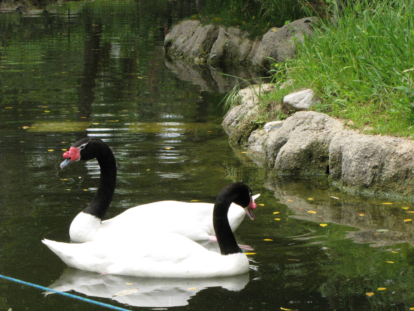Black-necked Swans