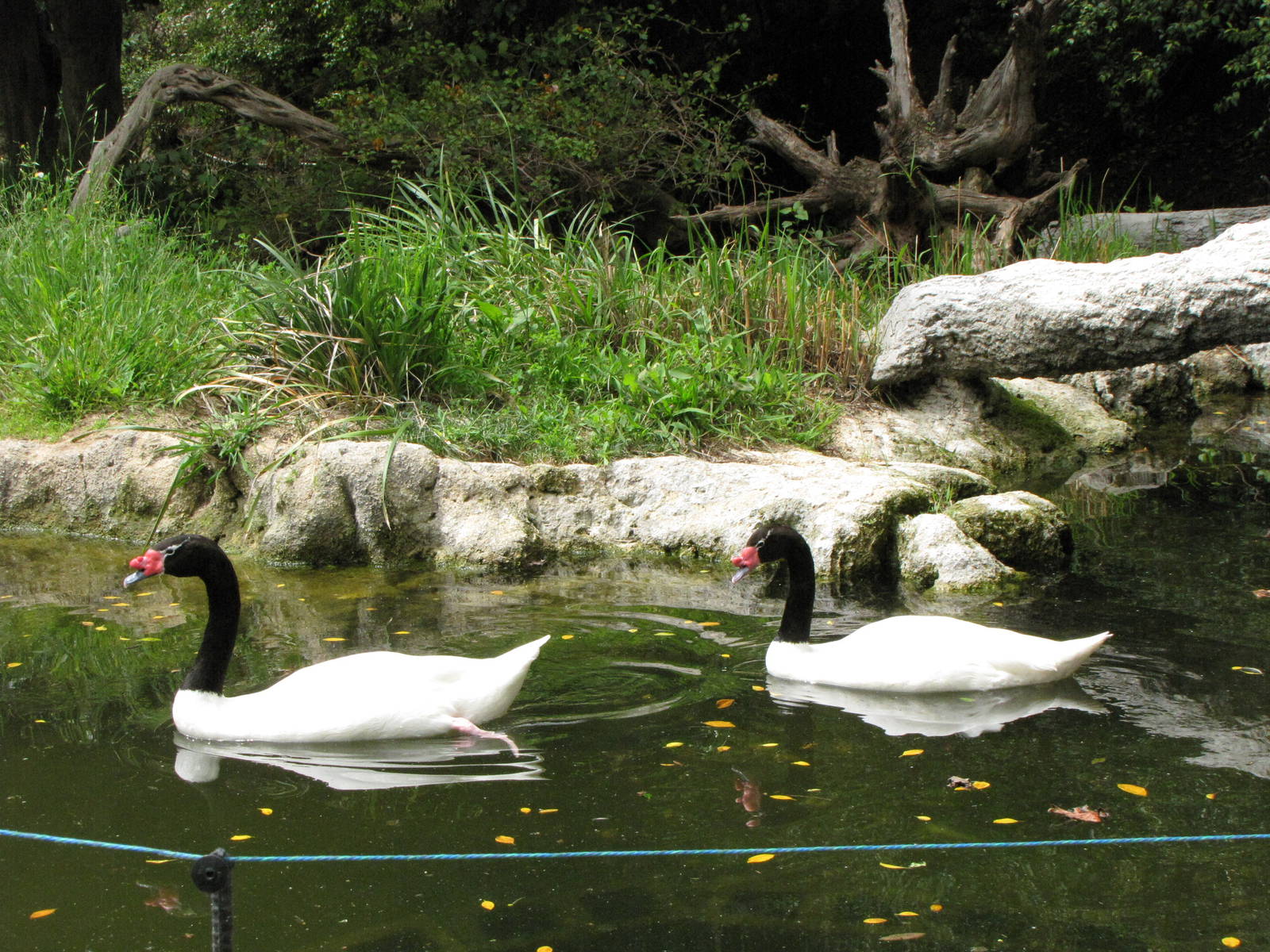 Black-necked Swans