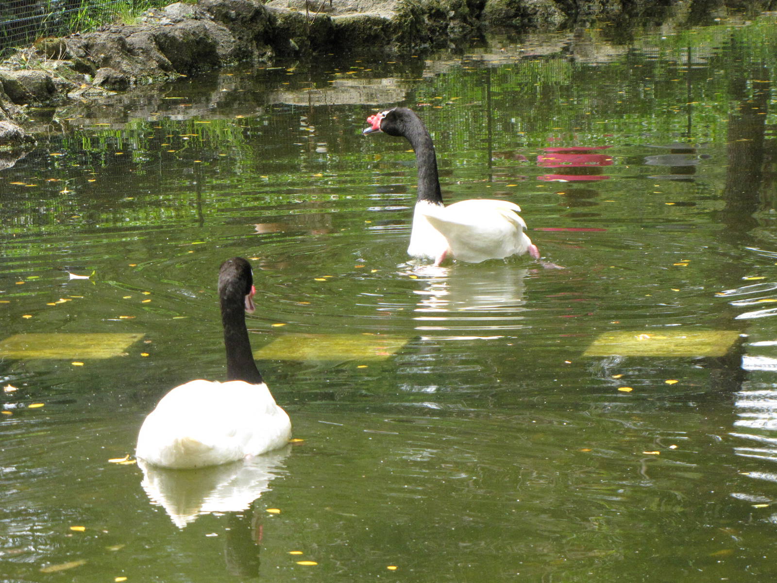 Black-necked Swans