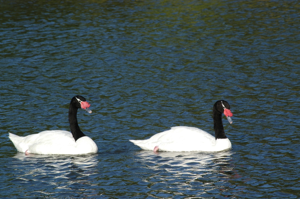 Black-necked Swans
