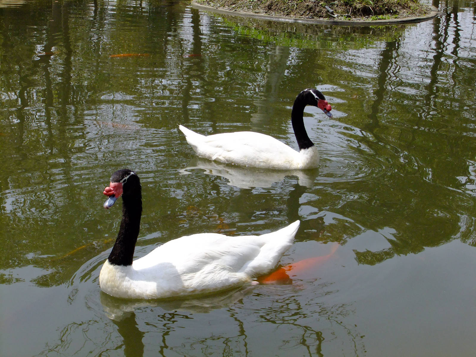 Black-necked Swans