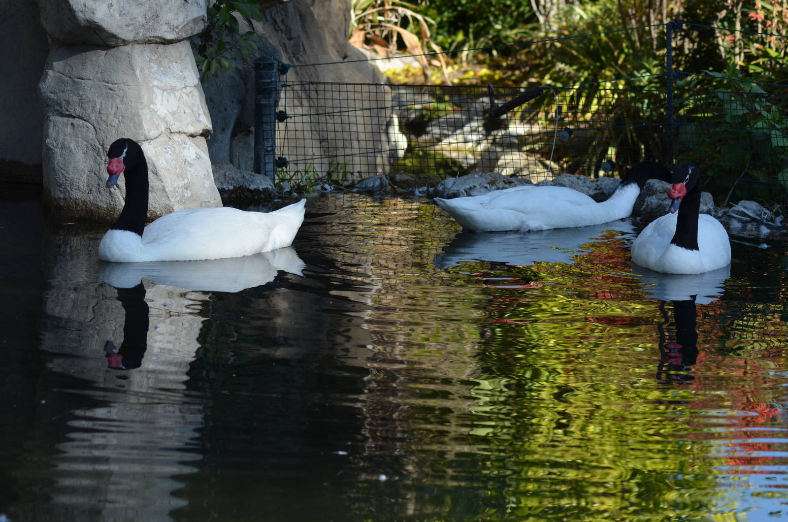 Black-necked Swans