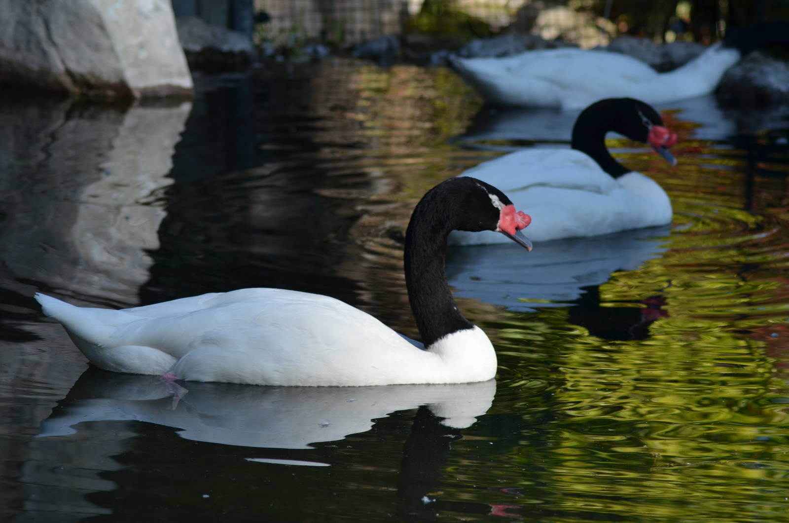 Black-necked Swans