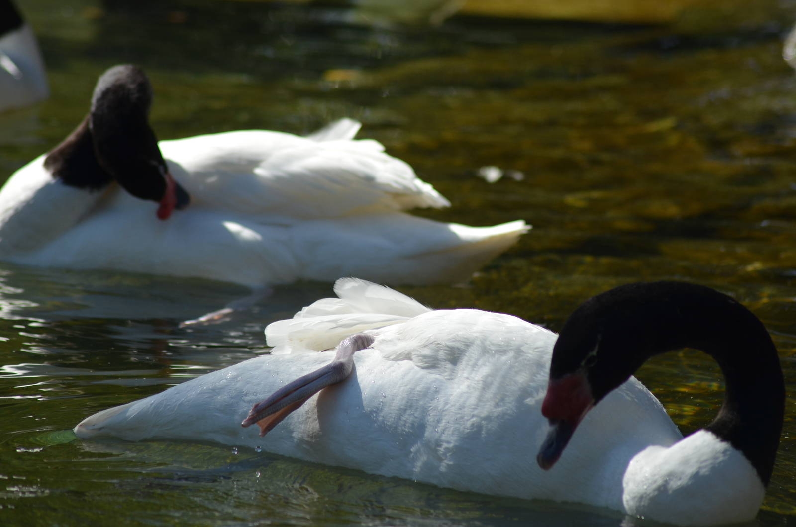Black-necked Swans