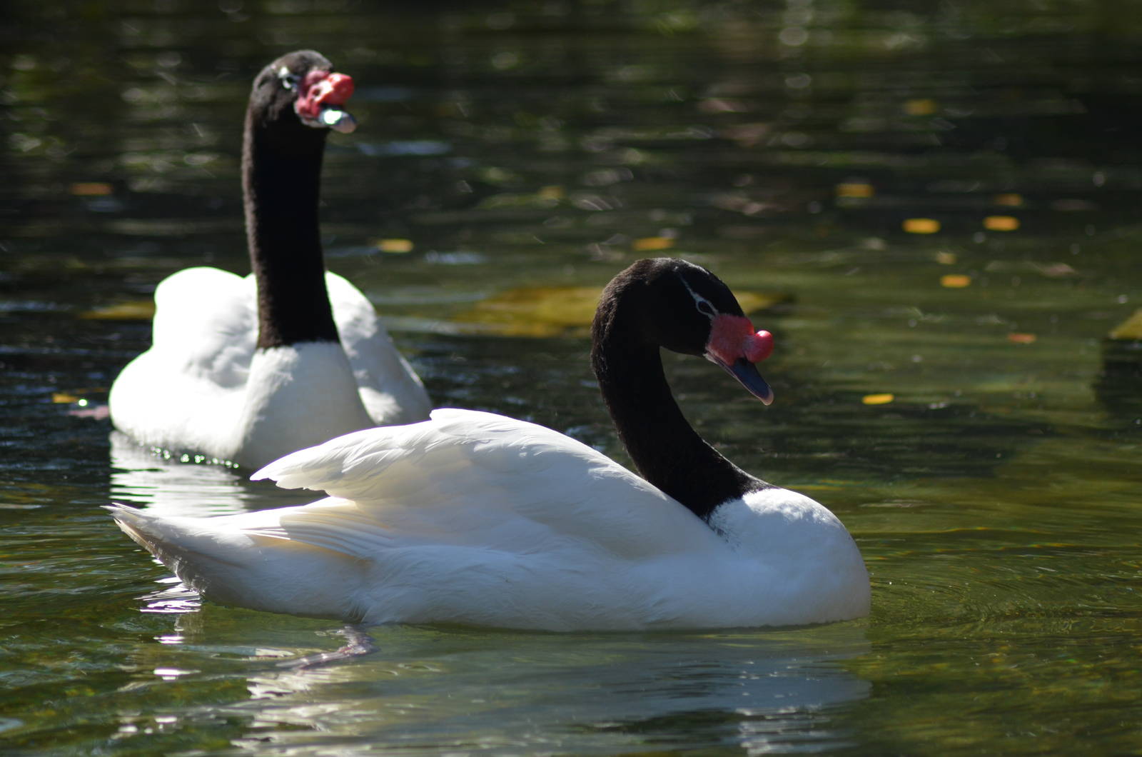 Black-necked Swans