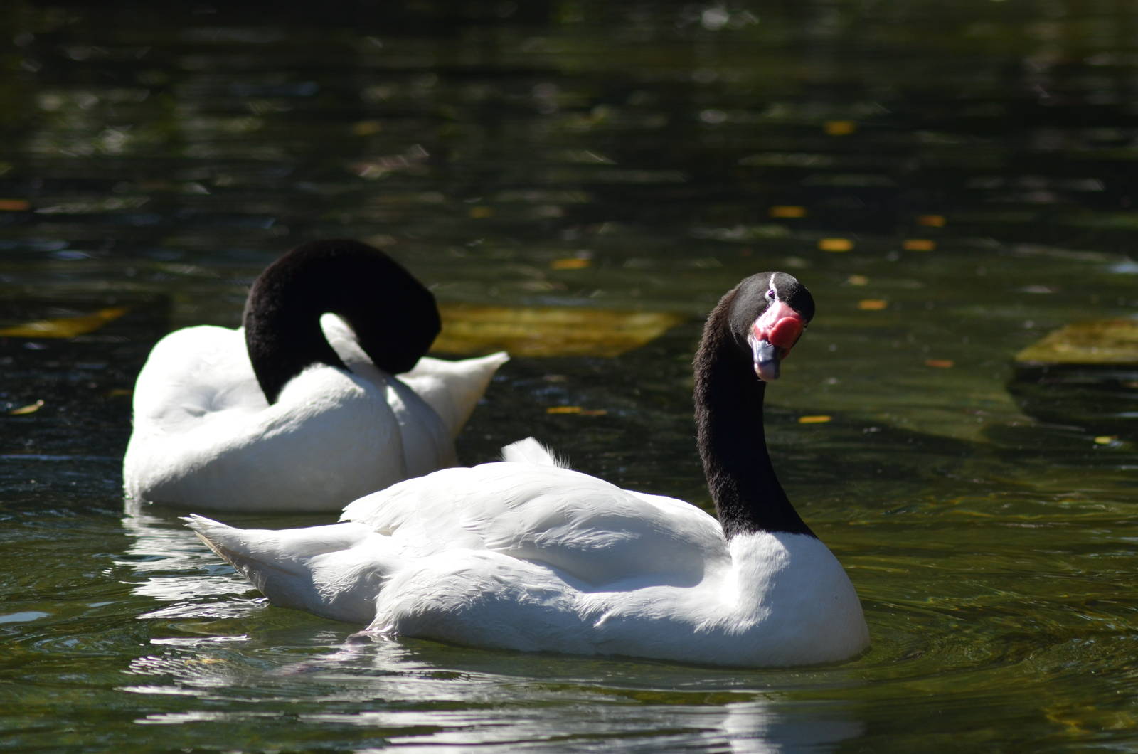 Black-necked Swans
