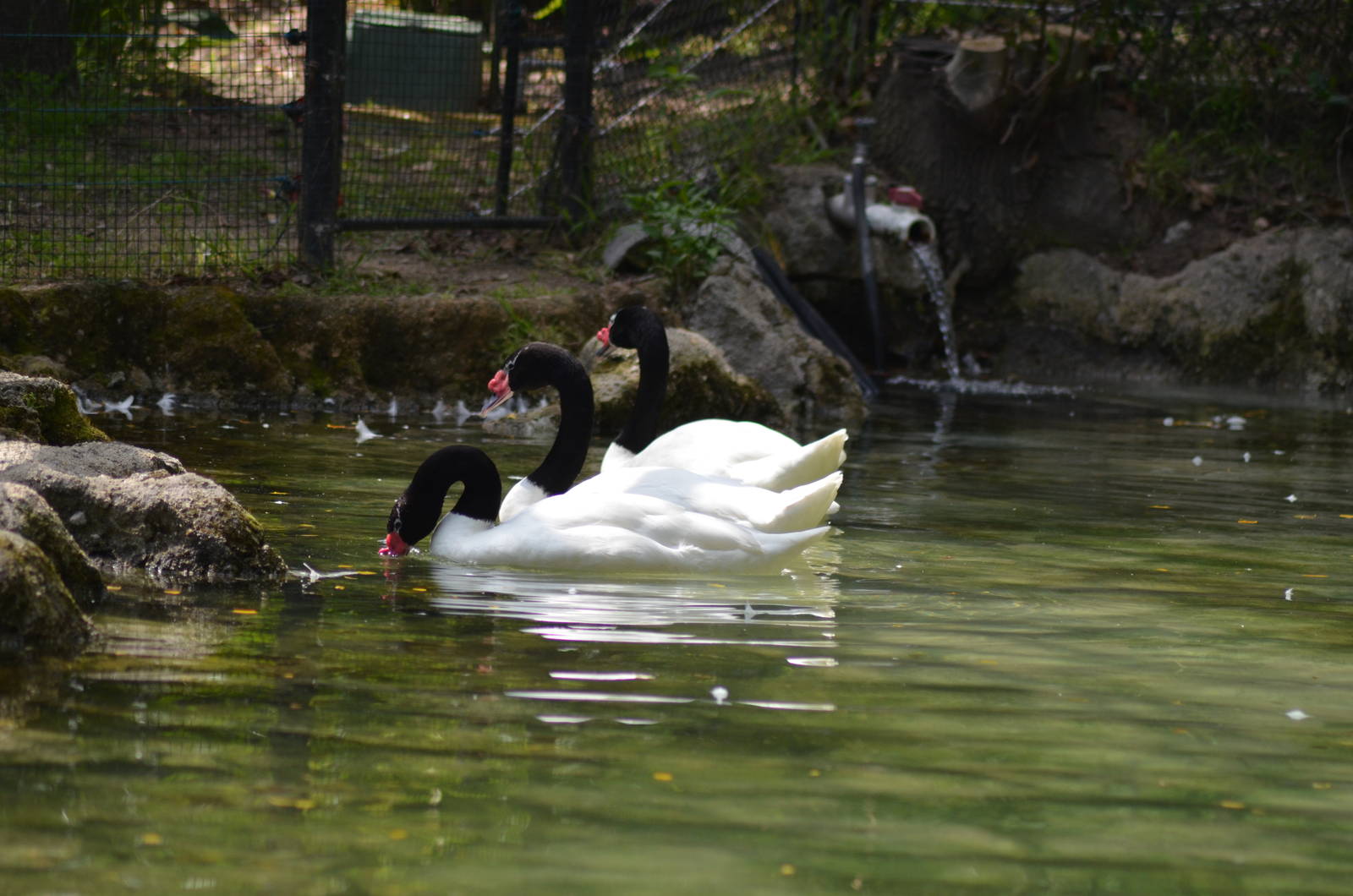 Black-necked Swans