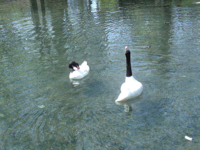 Black-Necked Swans
