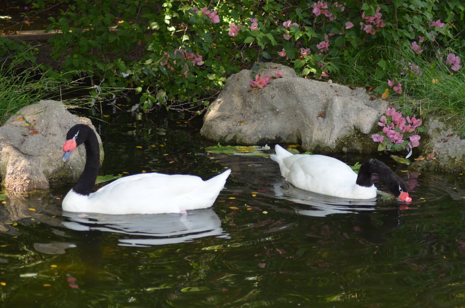 Black-necked Swans