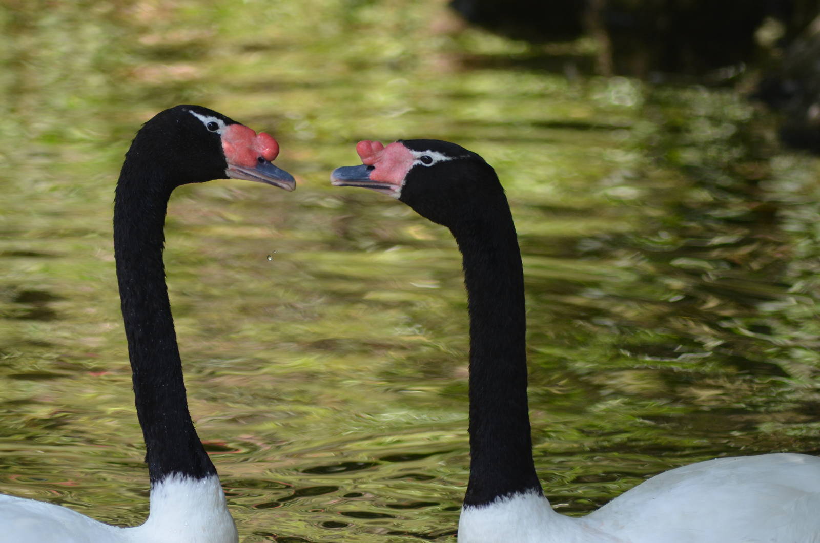 Black-necked Swans