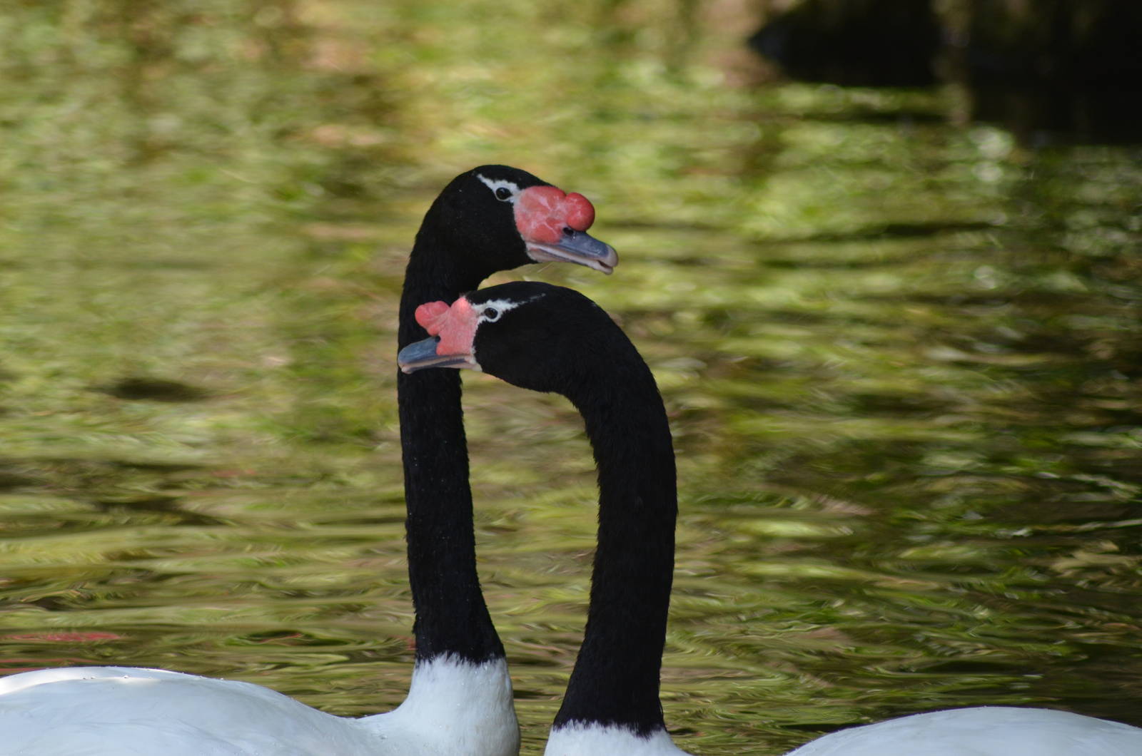 Black-necked Swans