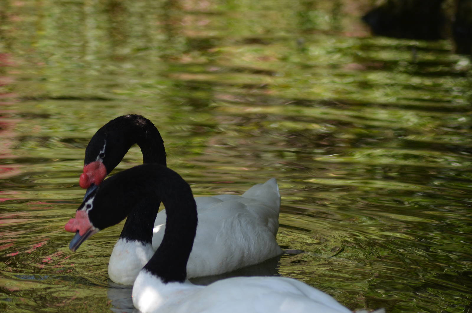 Black-necked Swans
