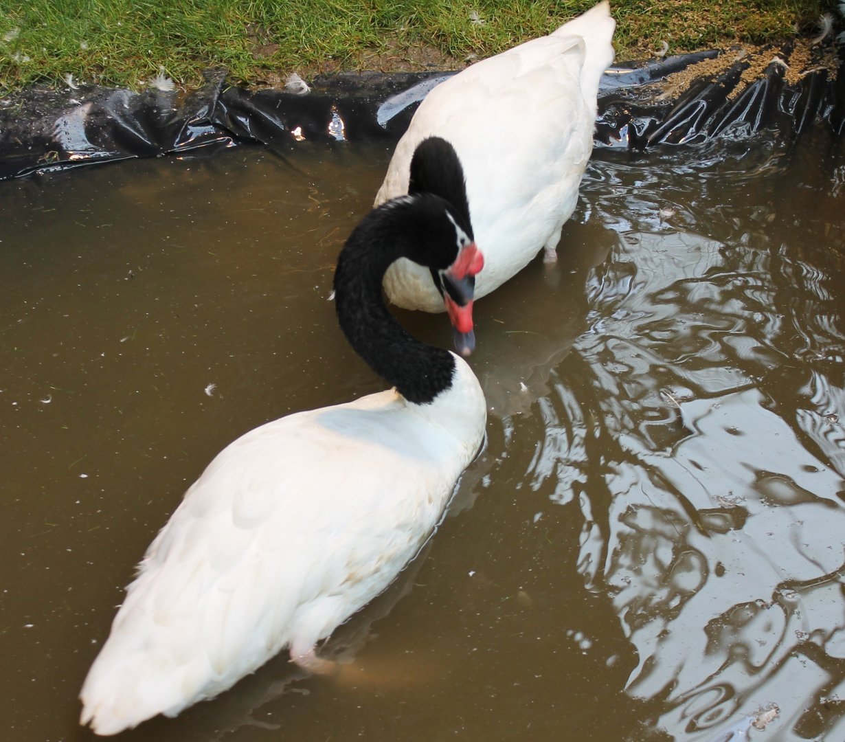 Black-necked swans