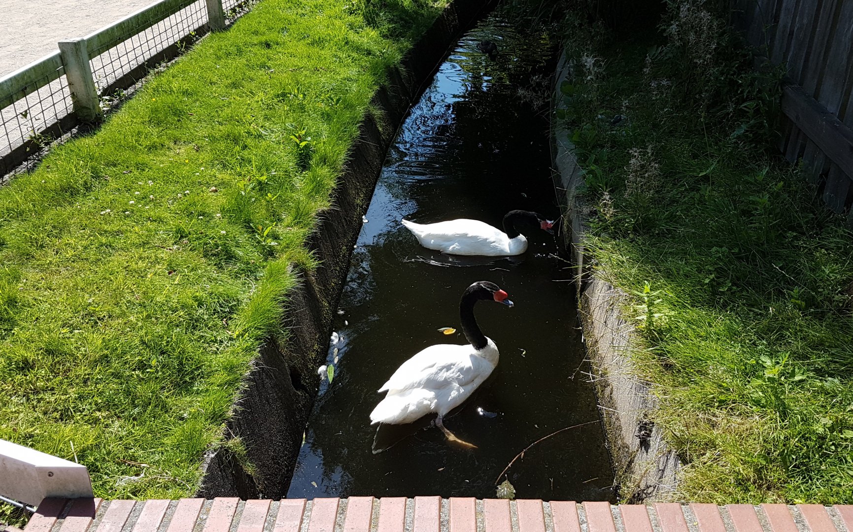 Black-necked swans