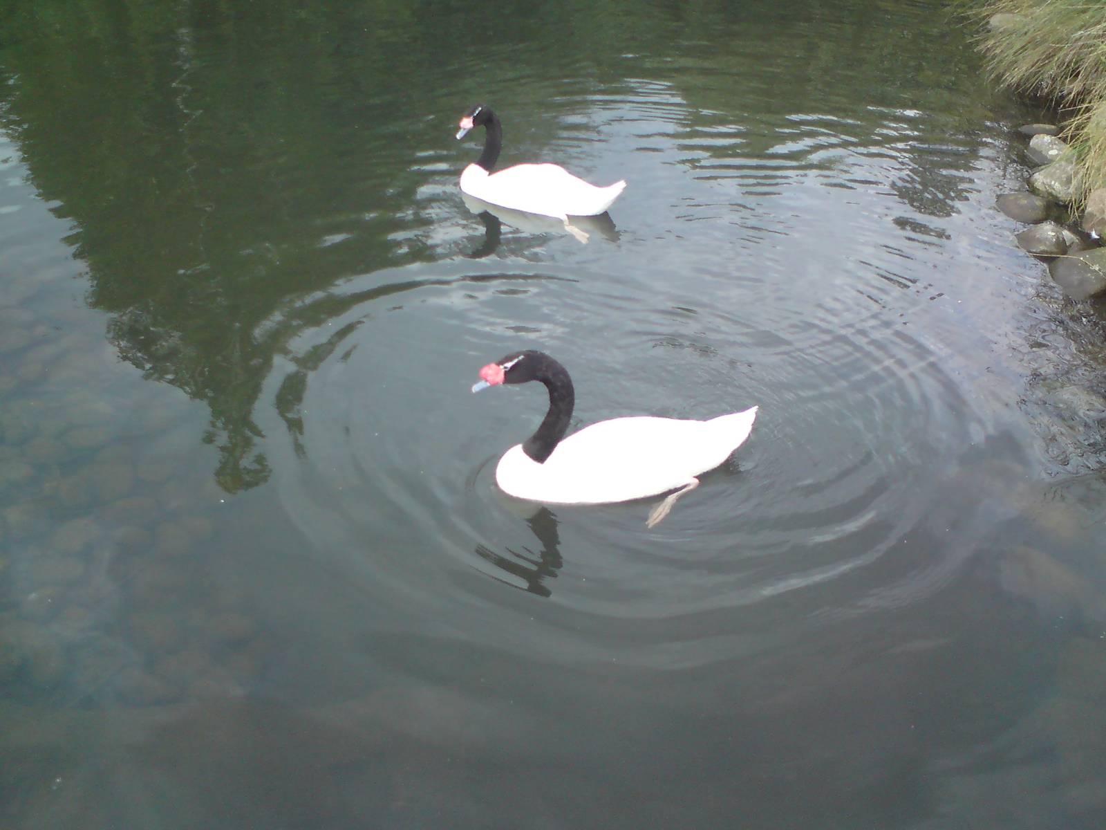 Black-necked swans