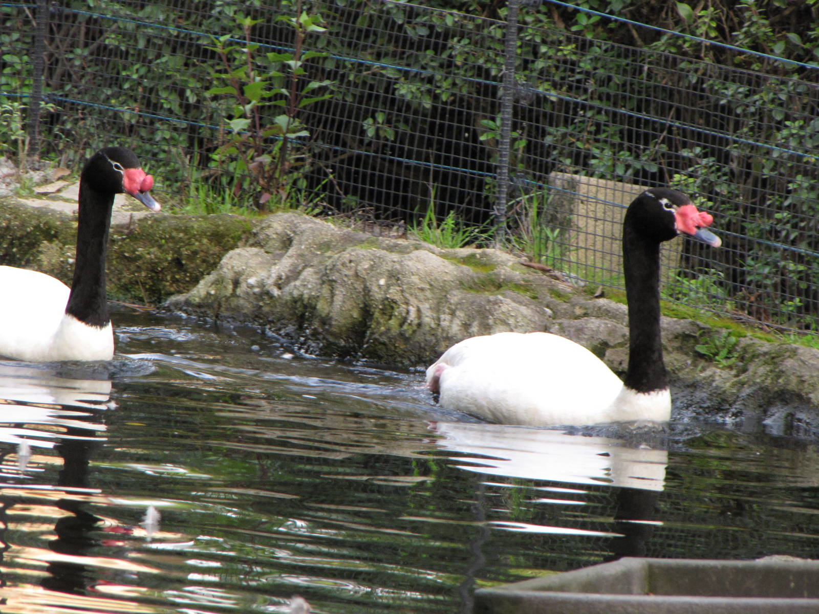 Black-necked Swans