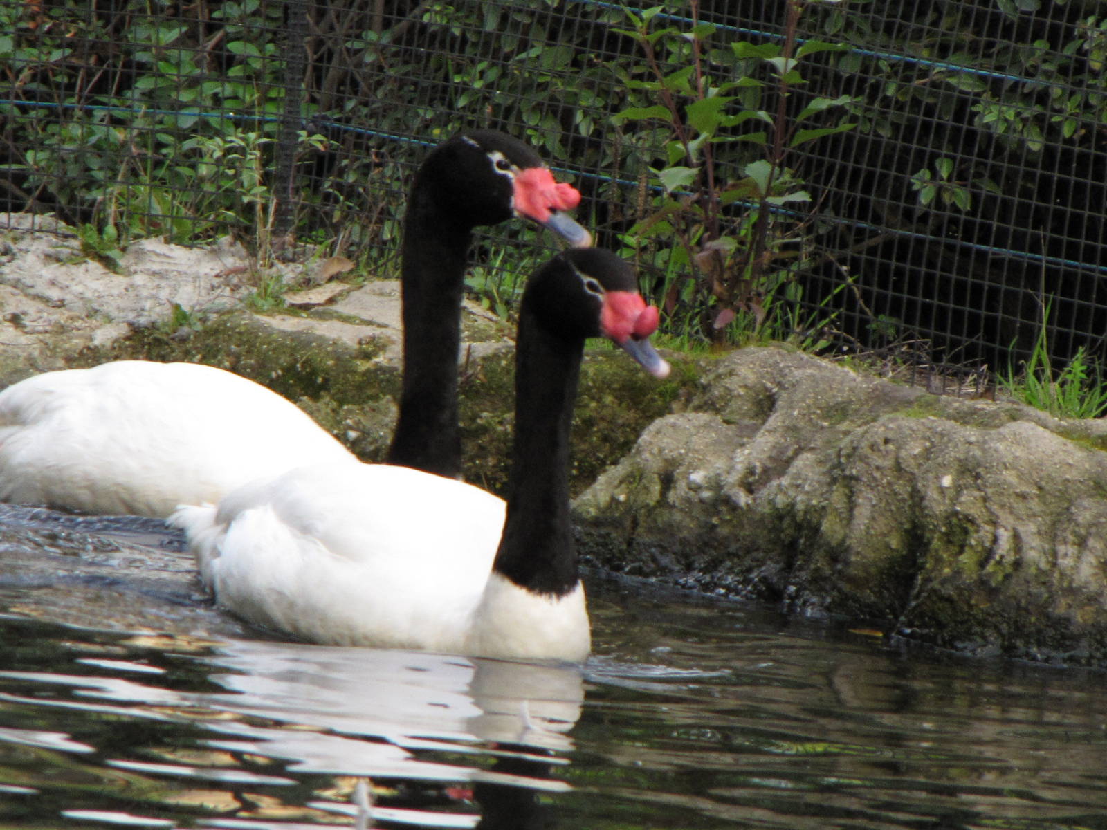 Black-necked Swans