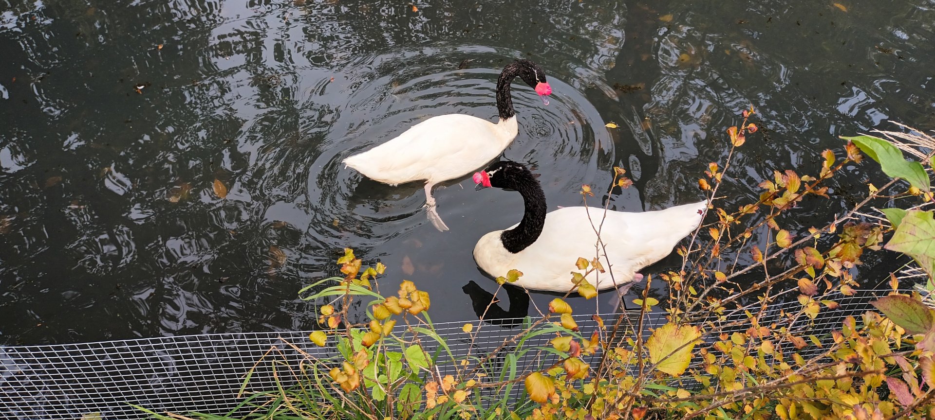 Black necked Swans